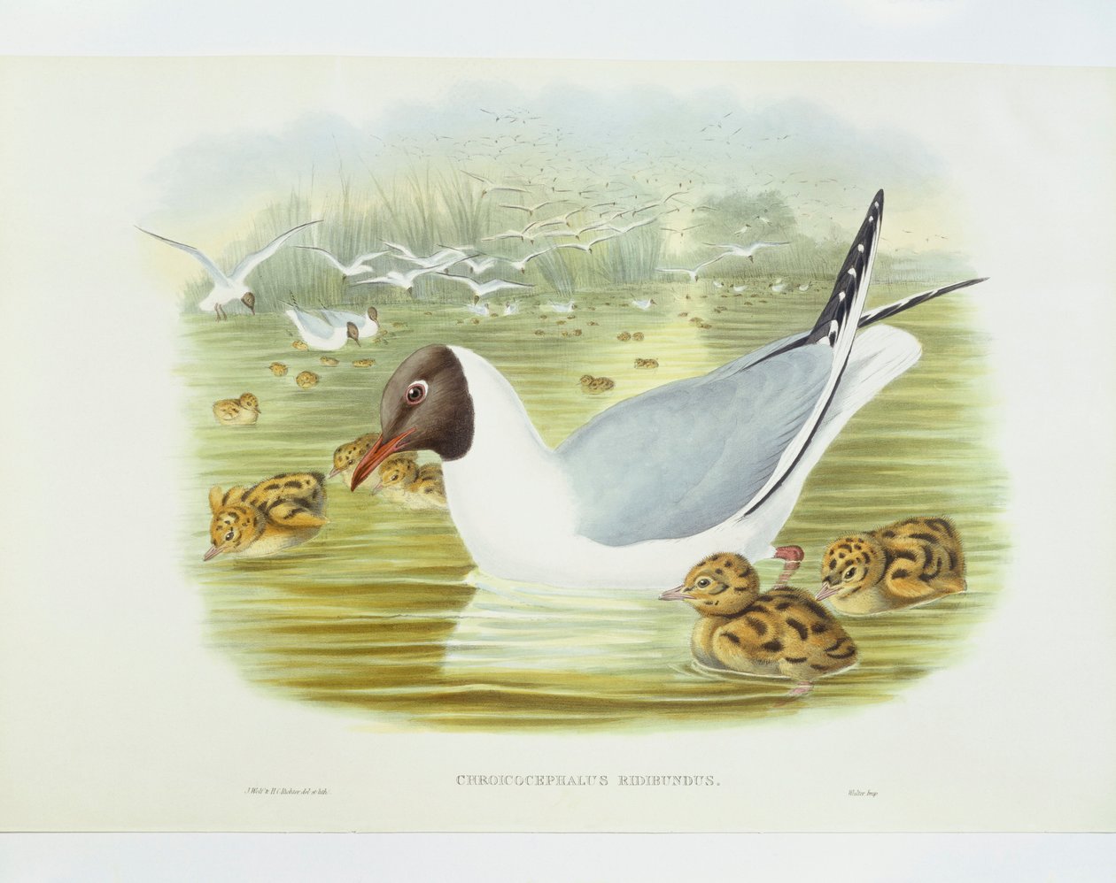 Kara başlı martı (Larus ridibundus), gravür, John Gould, William Hart, HC Richter by John Gould