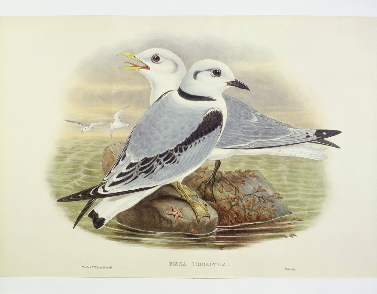Kara bacaklı kedicik (Rissa tridactyla), John Gould, William Hart, HC Richte tarafından gravür by John Gould