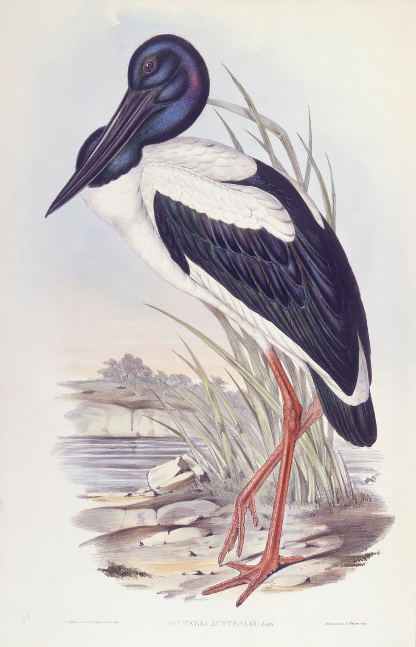 Kara boyunlu leylek (Ephippiorhynchus asiaticus), John Gould tarafından gravür by John Gould