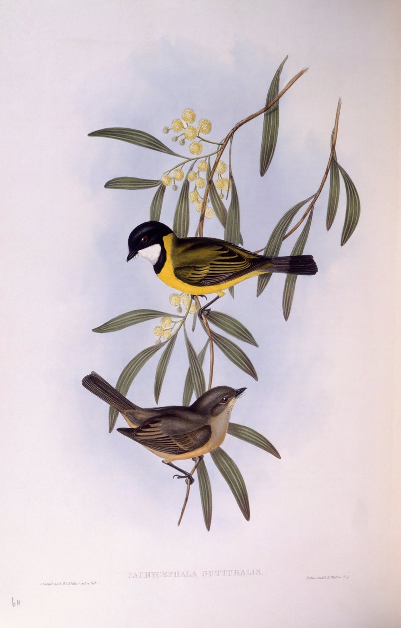 Kara kuyruklu ıslıkçı (Pachycephala melanura), John Gould tarafından gravür by John Gould