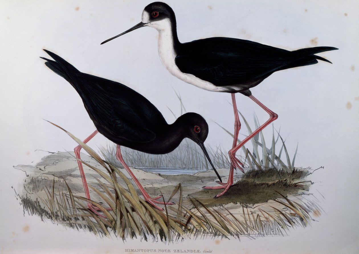 Siyah Uzunbacak (Himantopus novaezelandiae), Birds of Australia