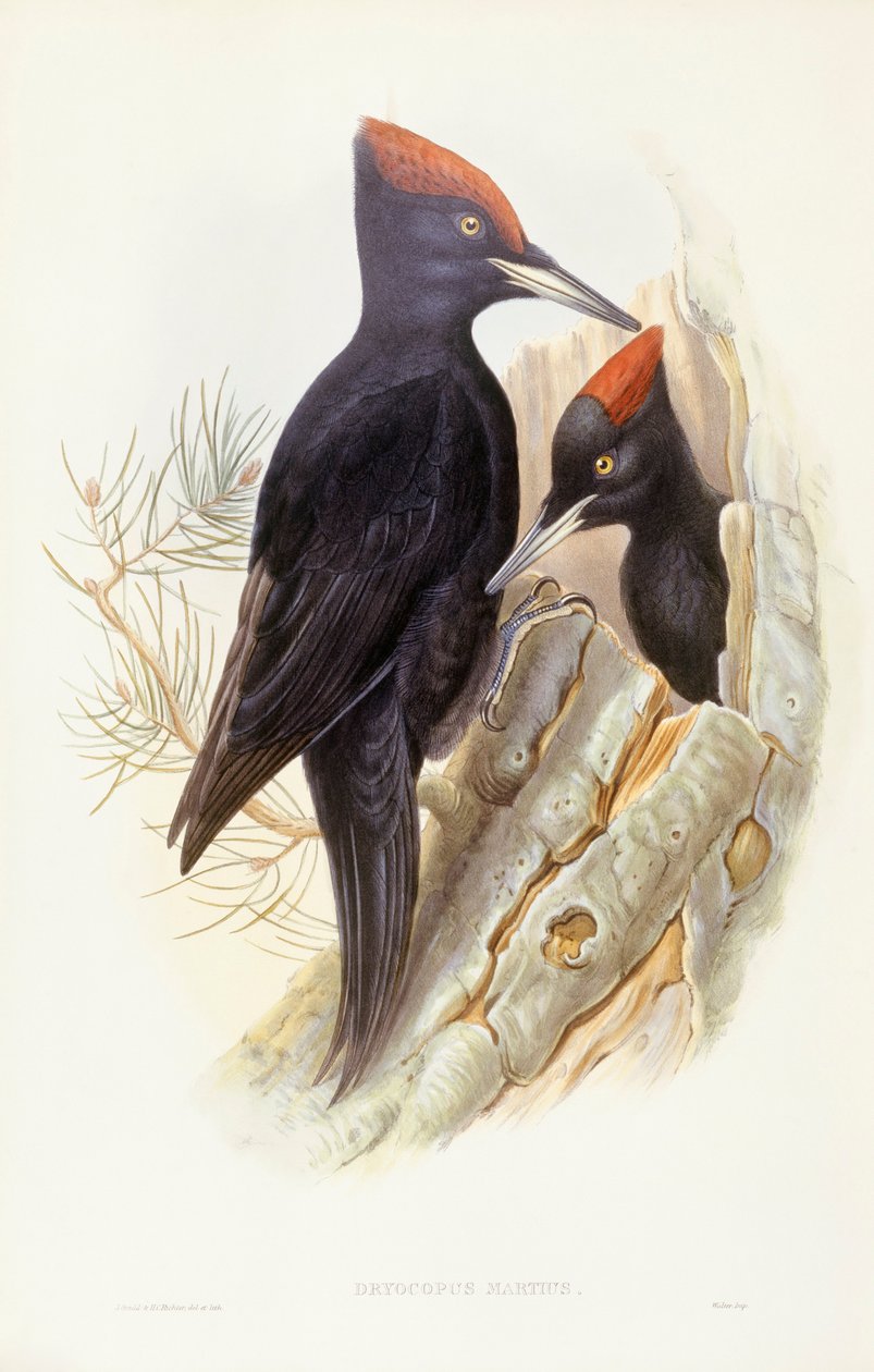 Kara ağaçkakan (Dryocopus martius), John Gould tarafından gravür by John Gould