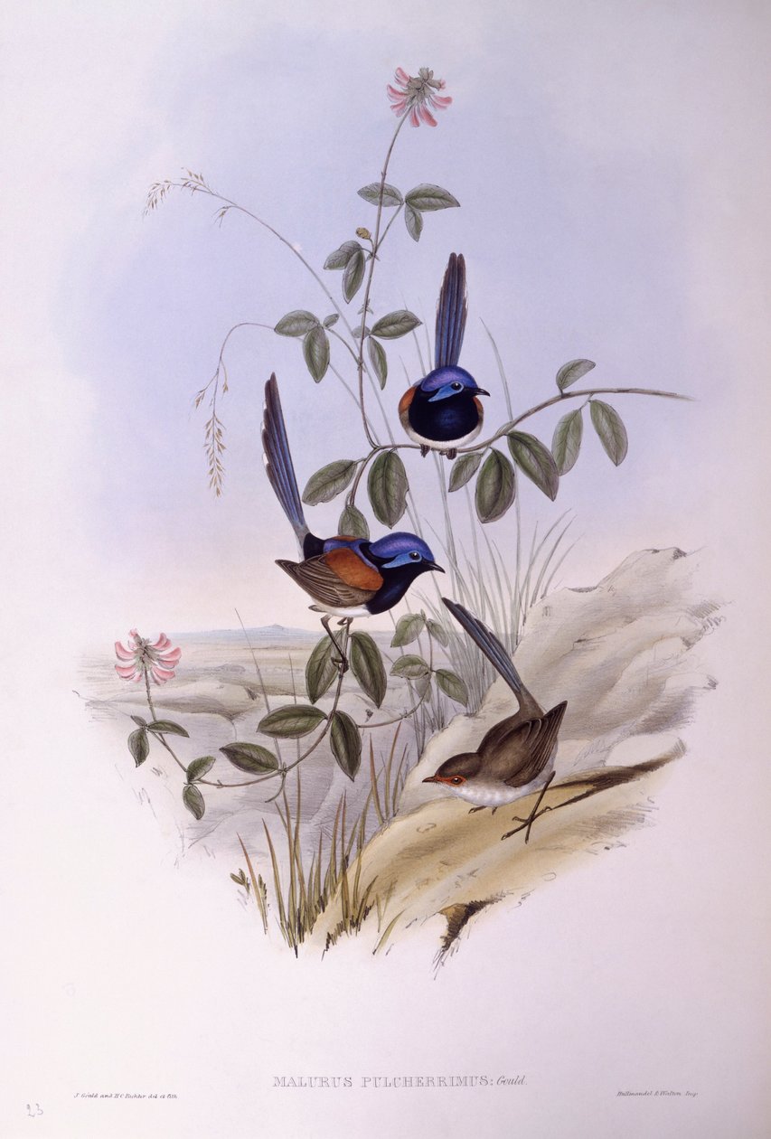 Mavi göğüslü peri kuşu (Malurus pulcherrimus), John Gould tarafından gravür by John Gould