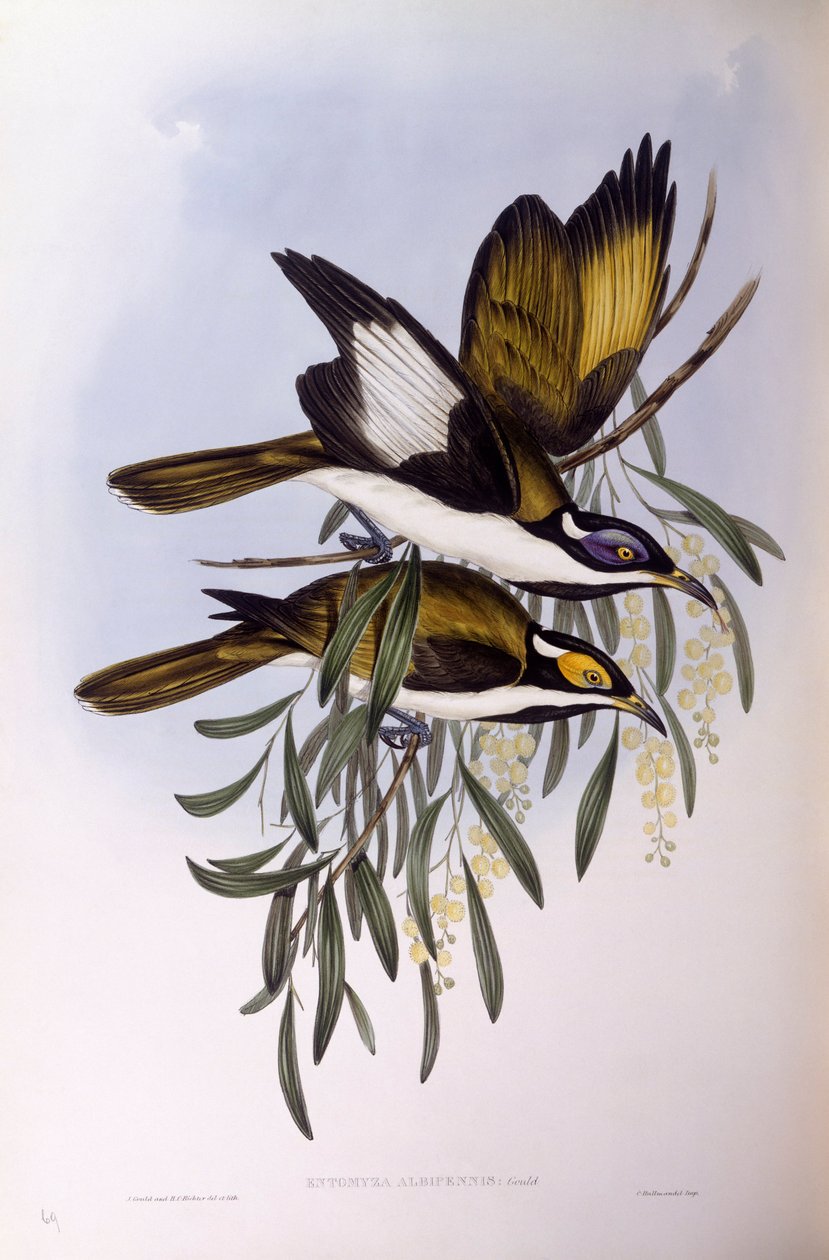 Mavi yüzlü bal yiyici (Entomyzon cyanotis), John Gould tarafından gravür by John Gould