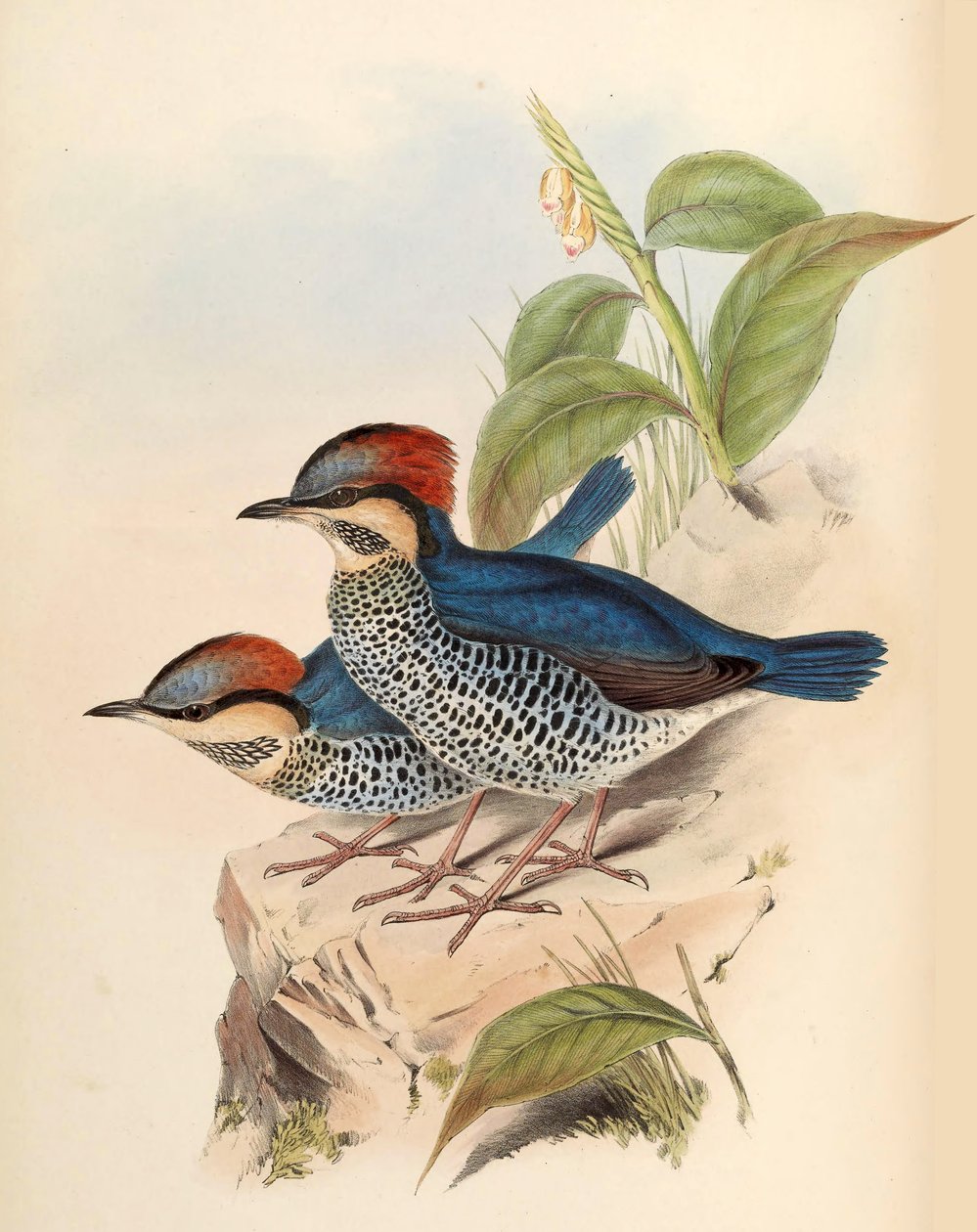 Mavi Pitta Pitta cyanea Blyth by John Gould