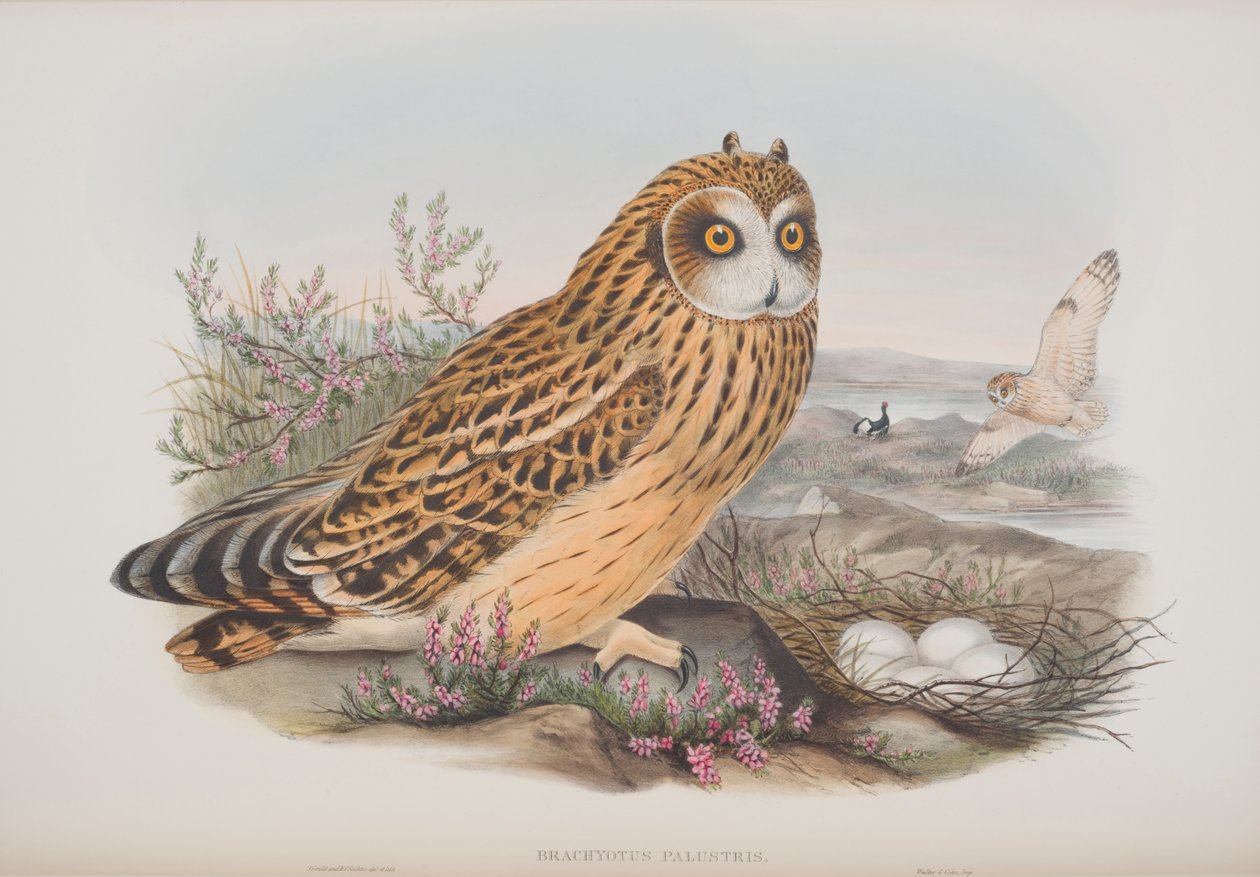 Brachyotus Palustris, John Gould