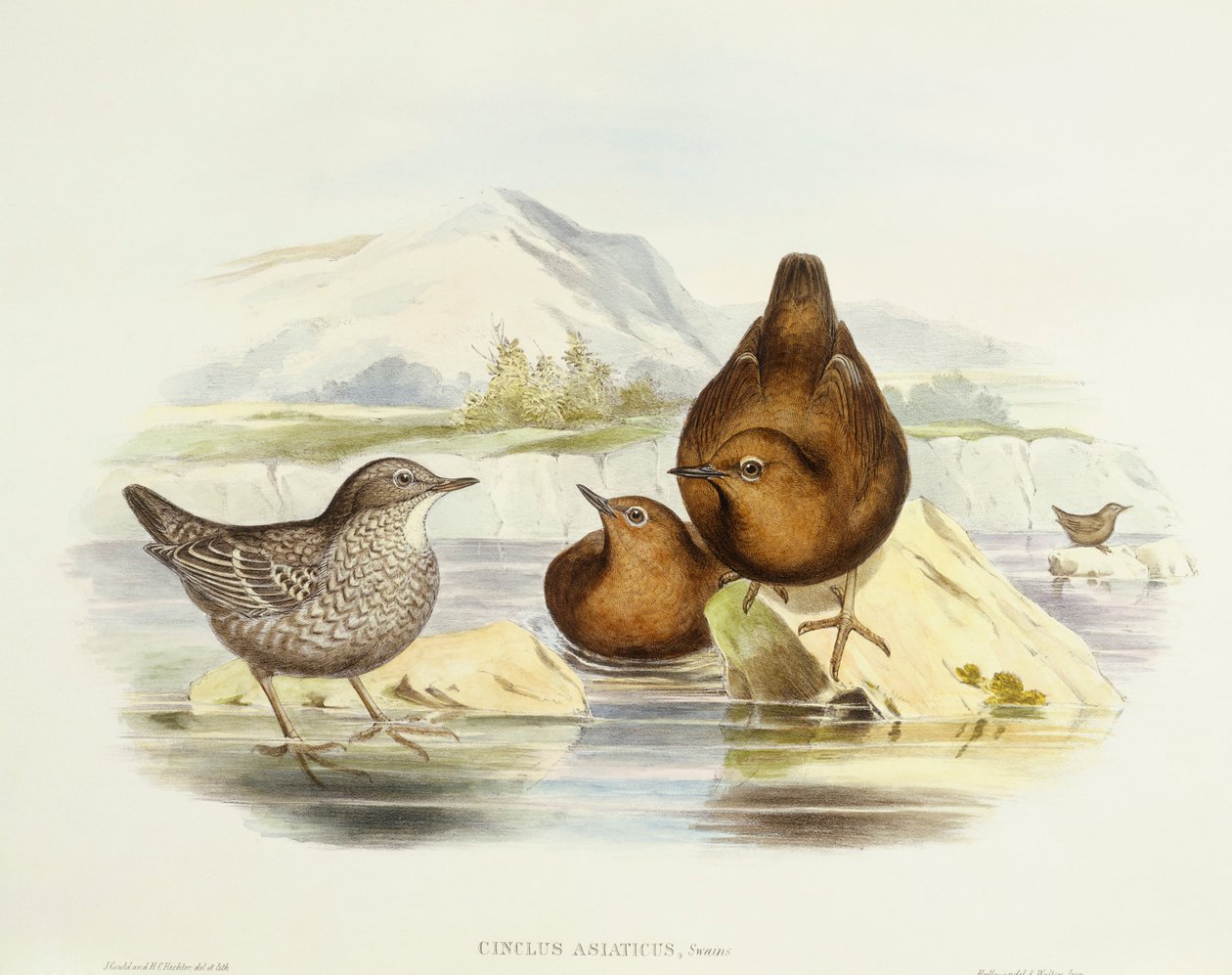 Kahverengi kepçe (Cinclus pallasii), John Gould tarafından gravür by John Gould