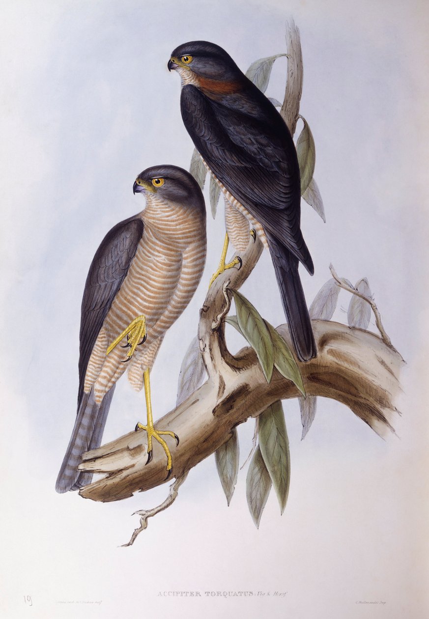 Kahverengi kepçe (Cinclus pallasii), John Gould tarafından gravür by John Gould
