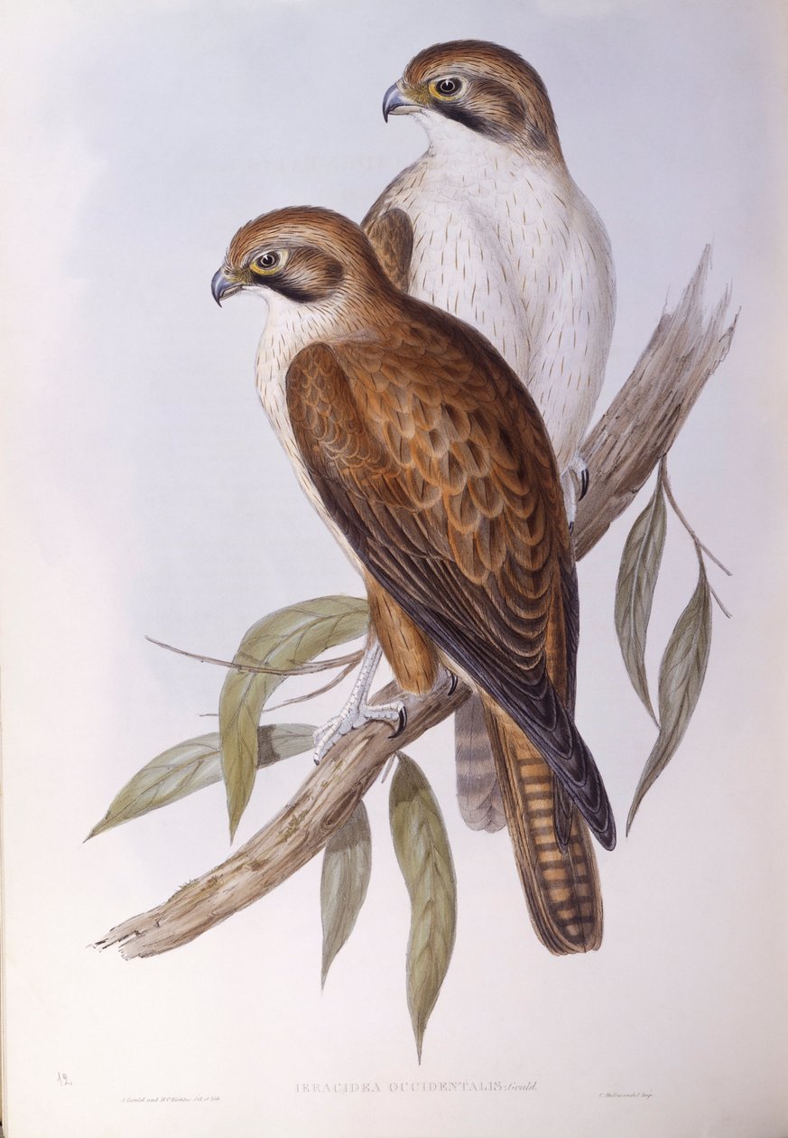Kahverengi şahin (Falco berigora occidentalis), John Gould tarafından gravür by John Gould