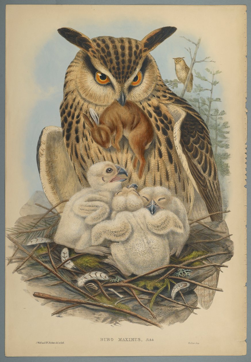 Bubo Maximus: Baykuş (dokuma kağıt üzerinde renkli lito) by John Gould