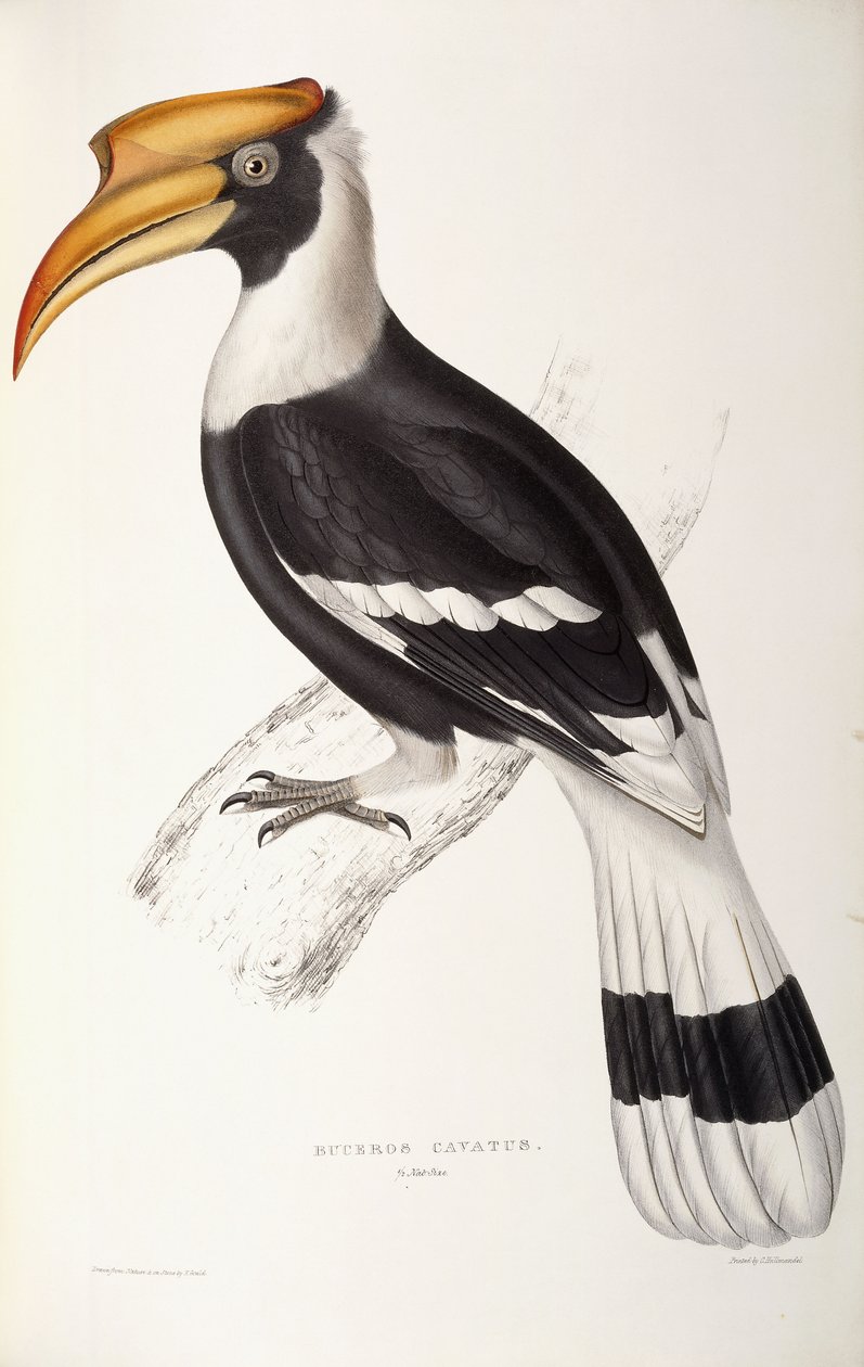 Buceros Kavatus by John Gould