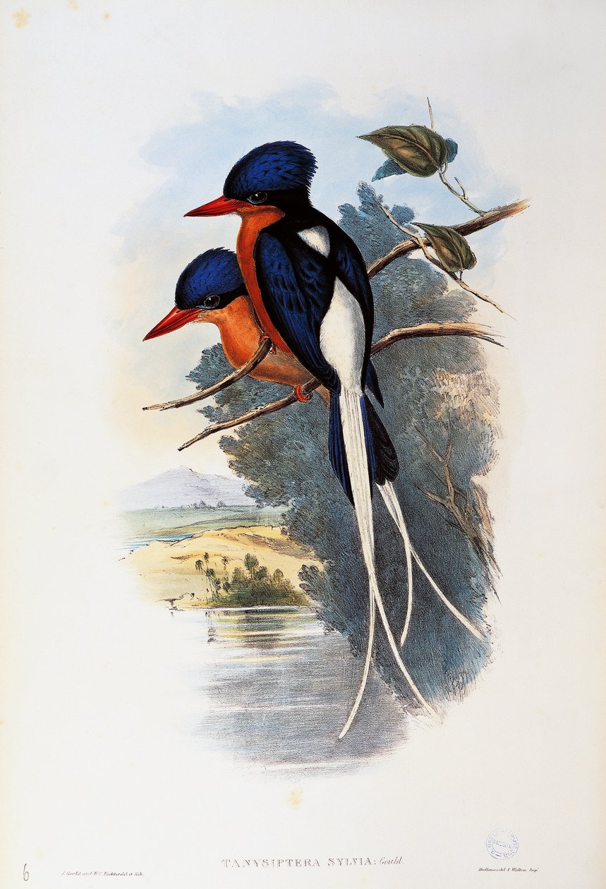 Buff göğüslü Paradise yalıçapkını (Tanysiptera sylvia) by John Gould