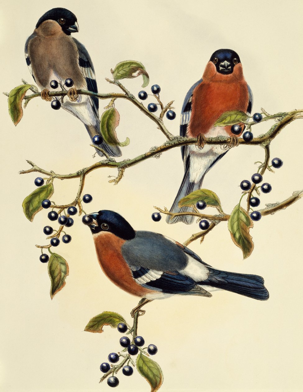 Şakrak kuşu (Pyrrhula pyrrhula), John Gould (1804-1881) tarafından yapılan gravür. Birleşik Krallık by John Gould