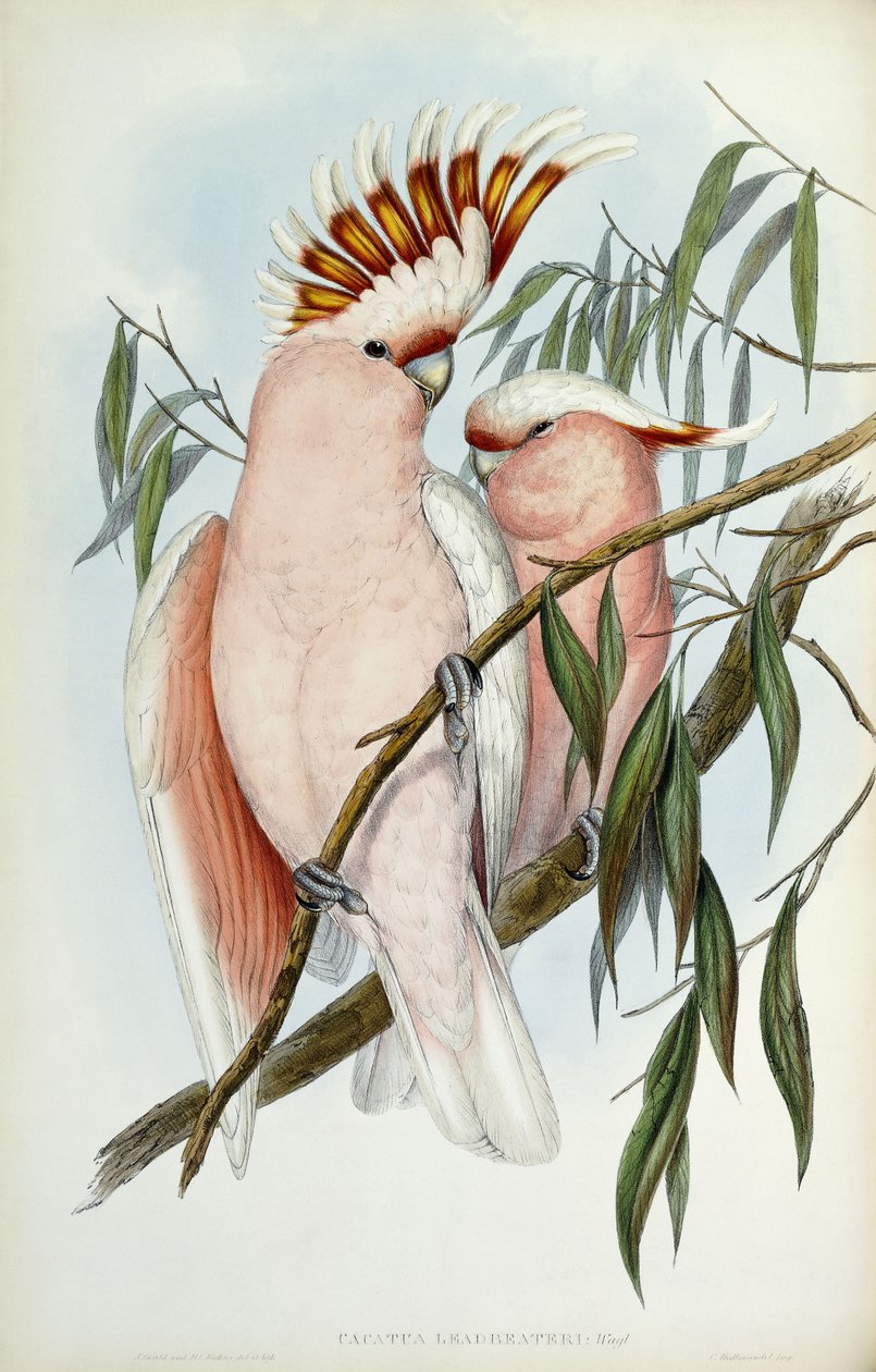 Leadbeater kakadu, 1848-1869 by John Gould
