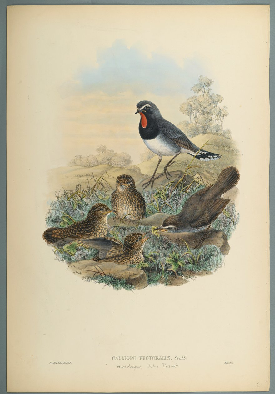 Calliope Pectoralis (dokuma kağıt üzerinde renkli lito) by John Gould