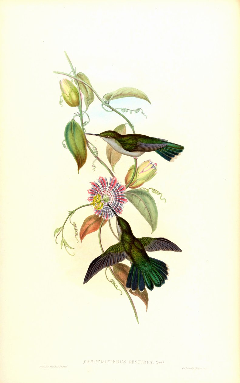 Campylopterus obscurus by John Gould