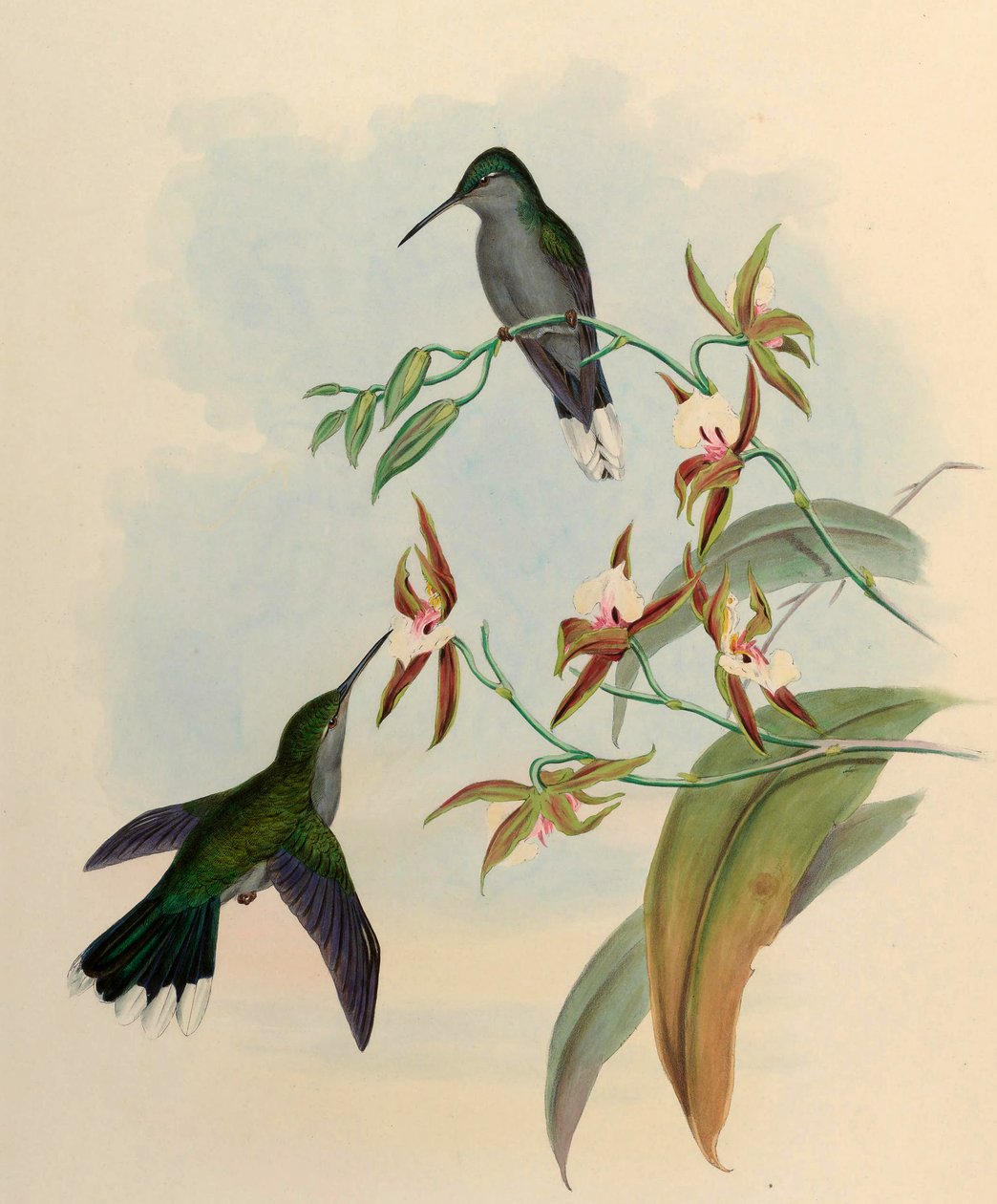 Campylopterus latipennis = Campylopterus largipennis by John Gould