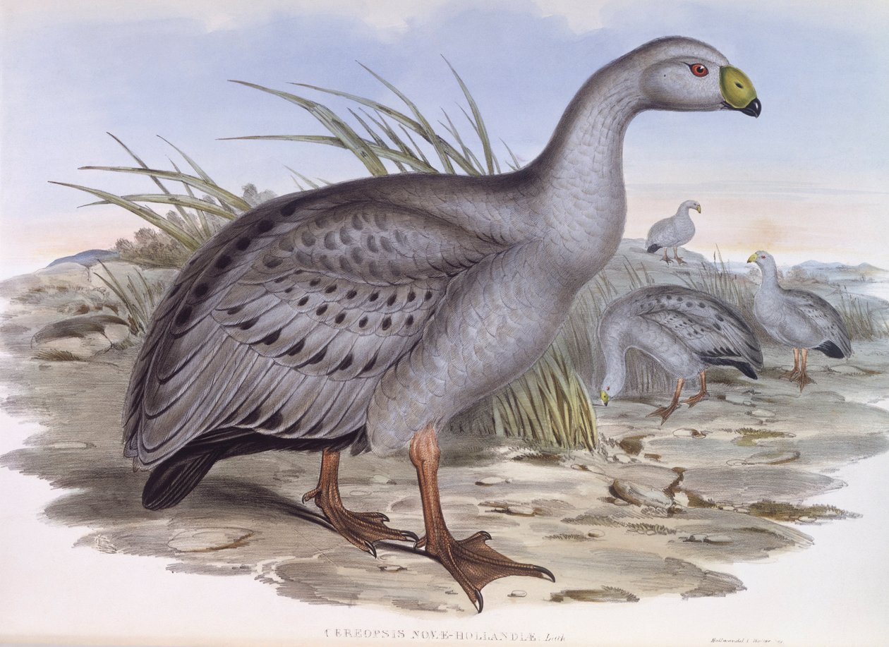 Çorak Cape Kazı (Cereopsis novaehollandiae), John Gould tarafından gravür by John Gould