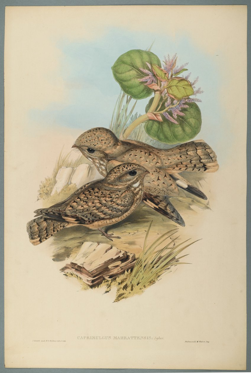 Caprimulgus Mahrattensis, Nightjar (dokuma kağıt üzerinde renkli lito) by John Gould