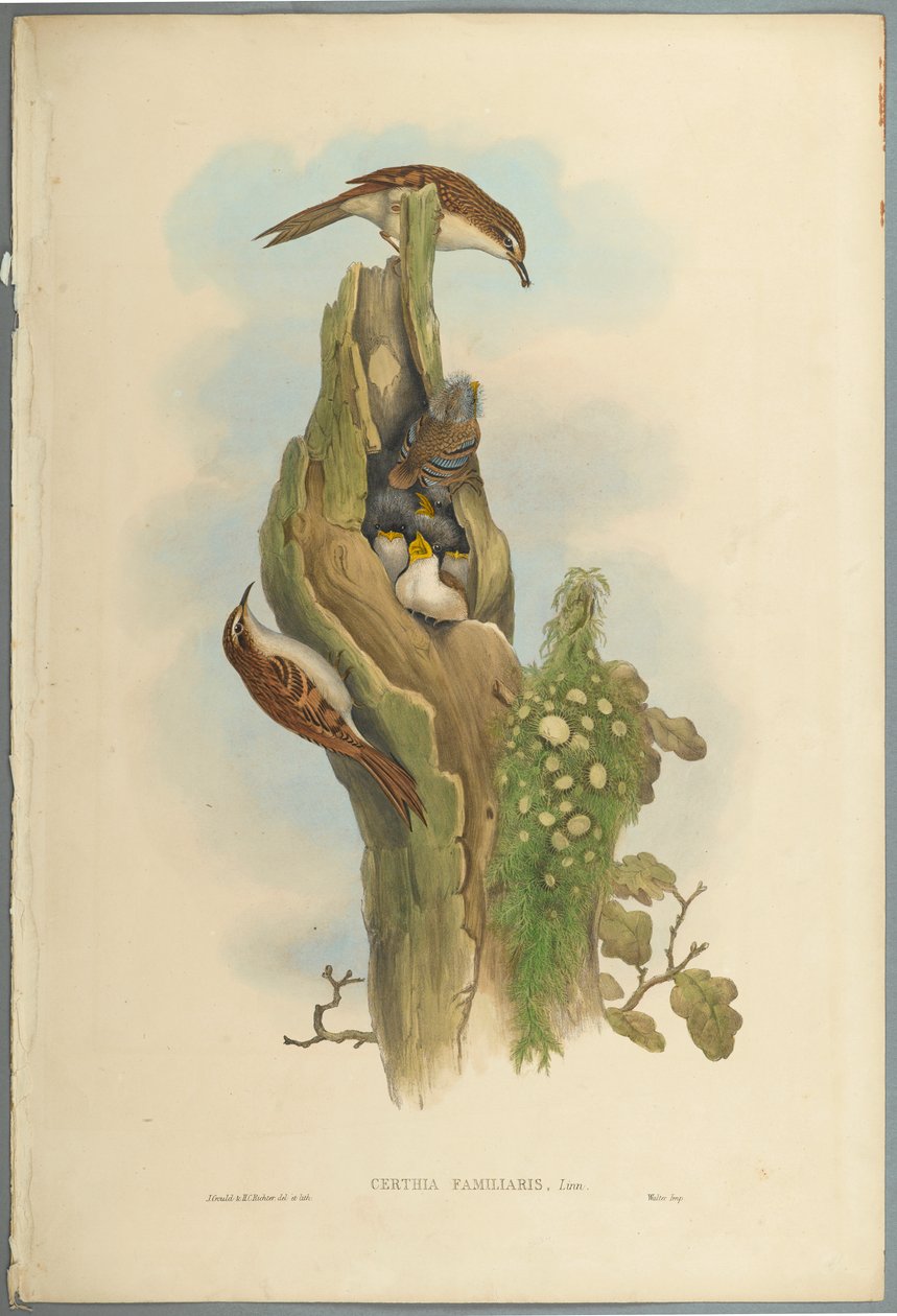 Certhia Familiaris - Ağaç Sarmaşığı (dokuma kağıt üzerinde renkli lito) by John Gould