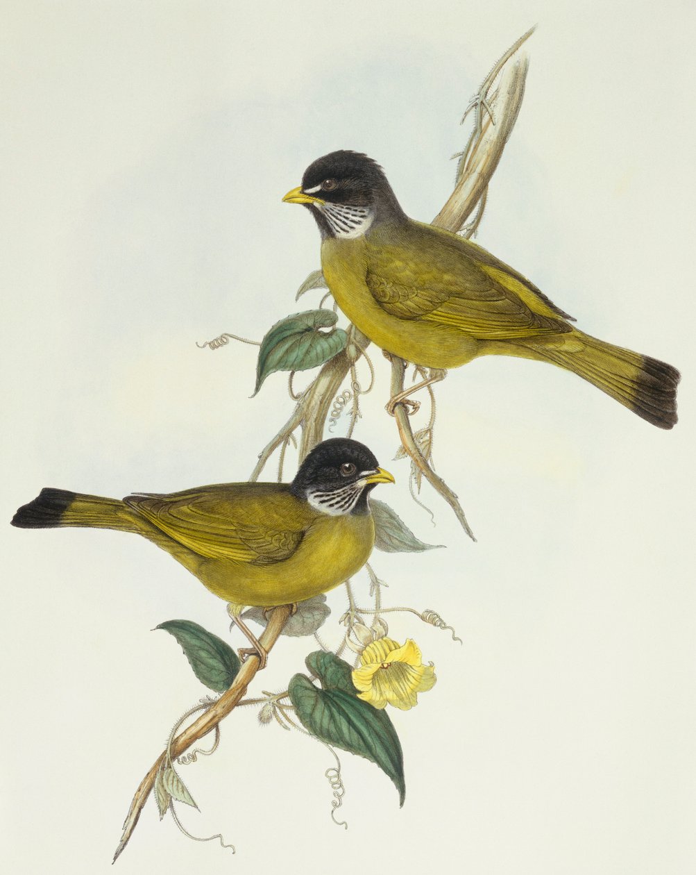 Yakalı ispinoz gagası (Spizixos semitorques), John Gould tarafından gravür by John Gould