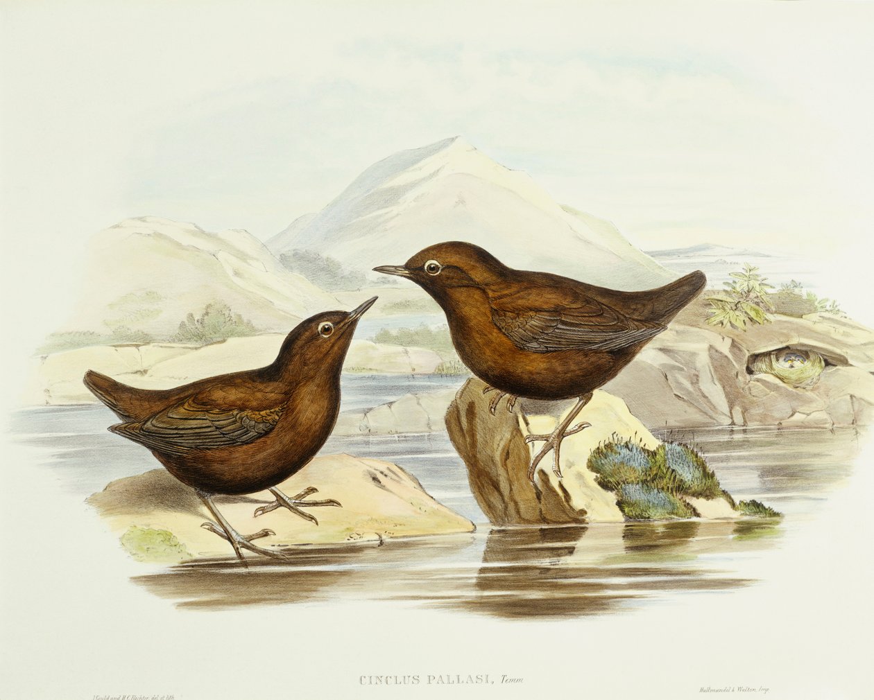 Yakalı atmaca (Accipiter cirrocephalus), John Gould tarafından gravür by John Gould