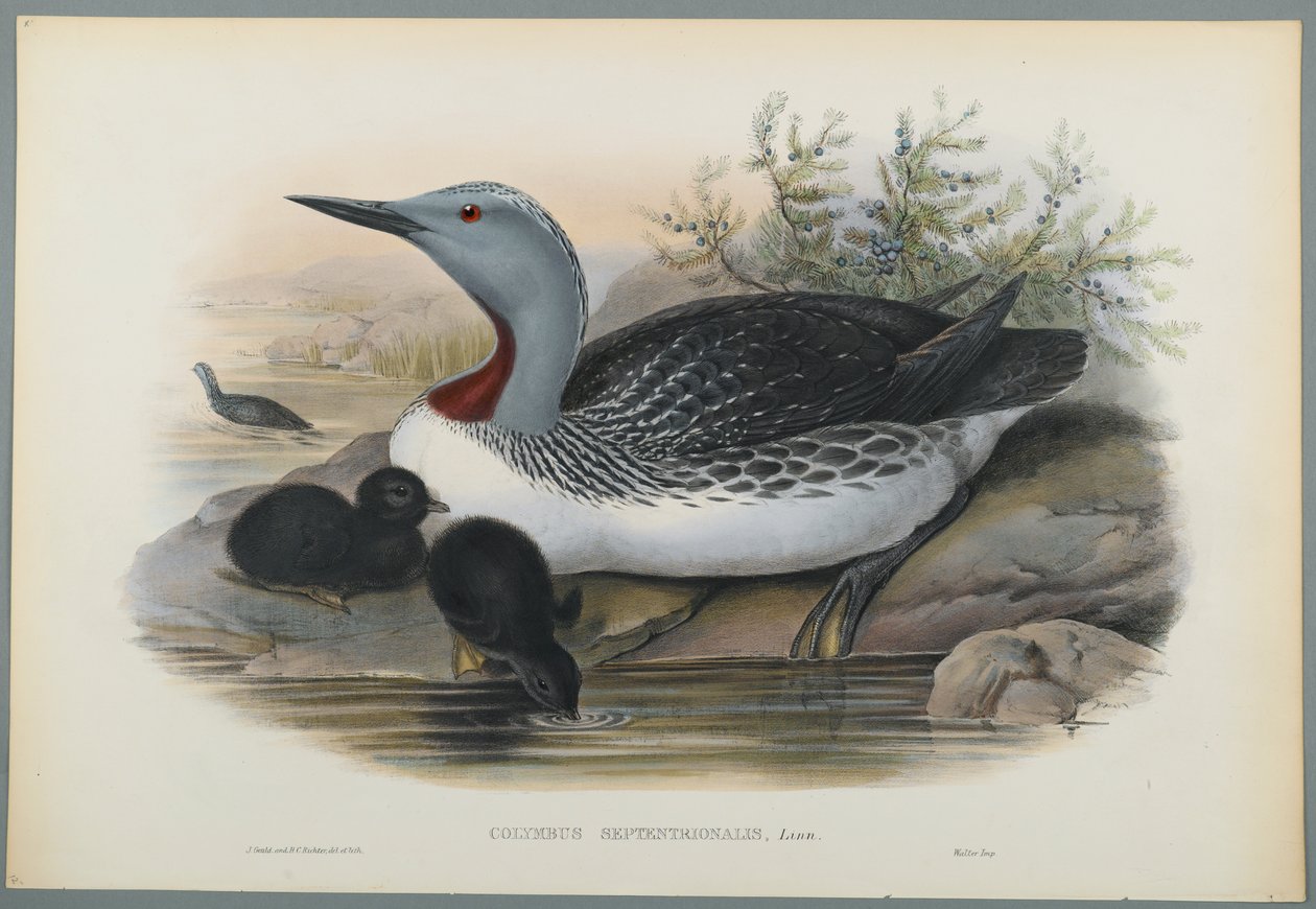 Columbus Septentrionalis: Kırmızı Boğazlı Dalgıç (dokuma kağıt üzerinde renkli lito) by John Gould