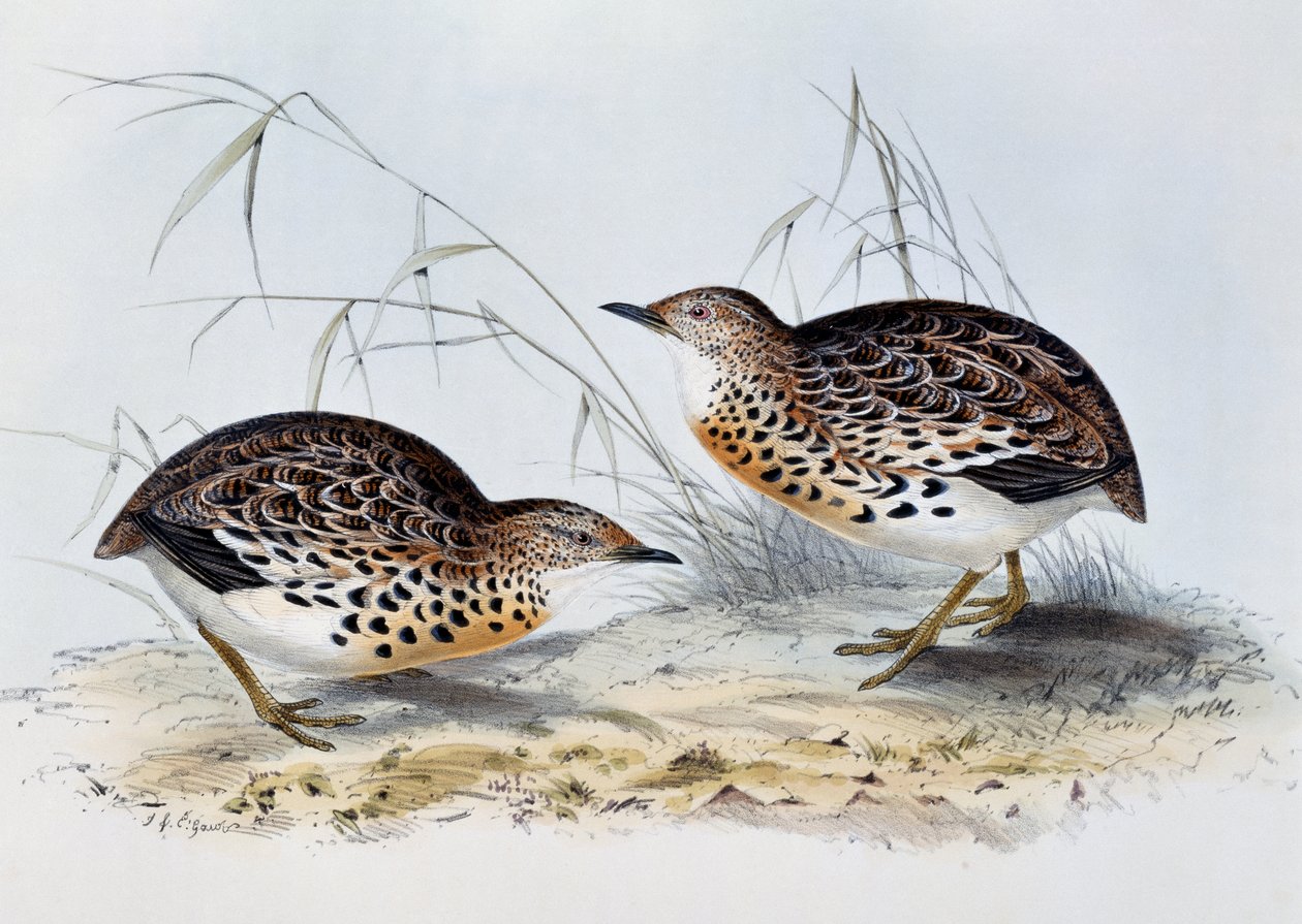 Ortak Düğme Bıldırcın (Turnix sylvatica), Avrupa Kuşları