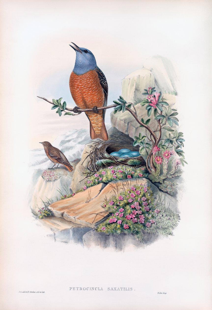 Sıradan Kaya Ardıç Kuşu by John Gould