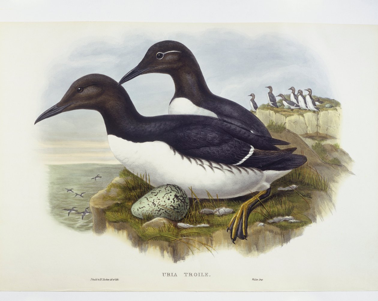 Adi murre (Uria aalge), John Gould, William Hart, HC Richter tarafından gravür by John Gould