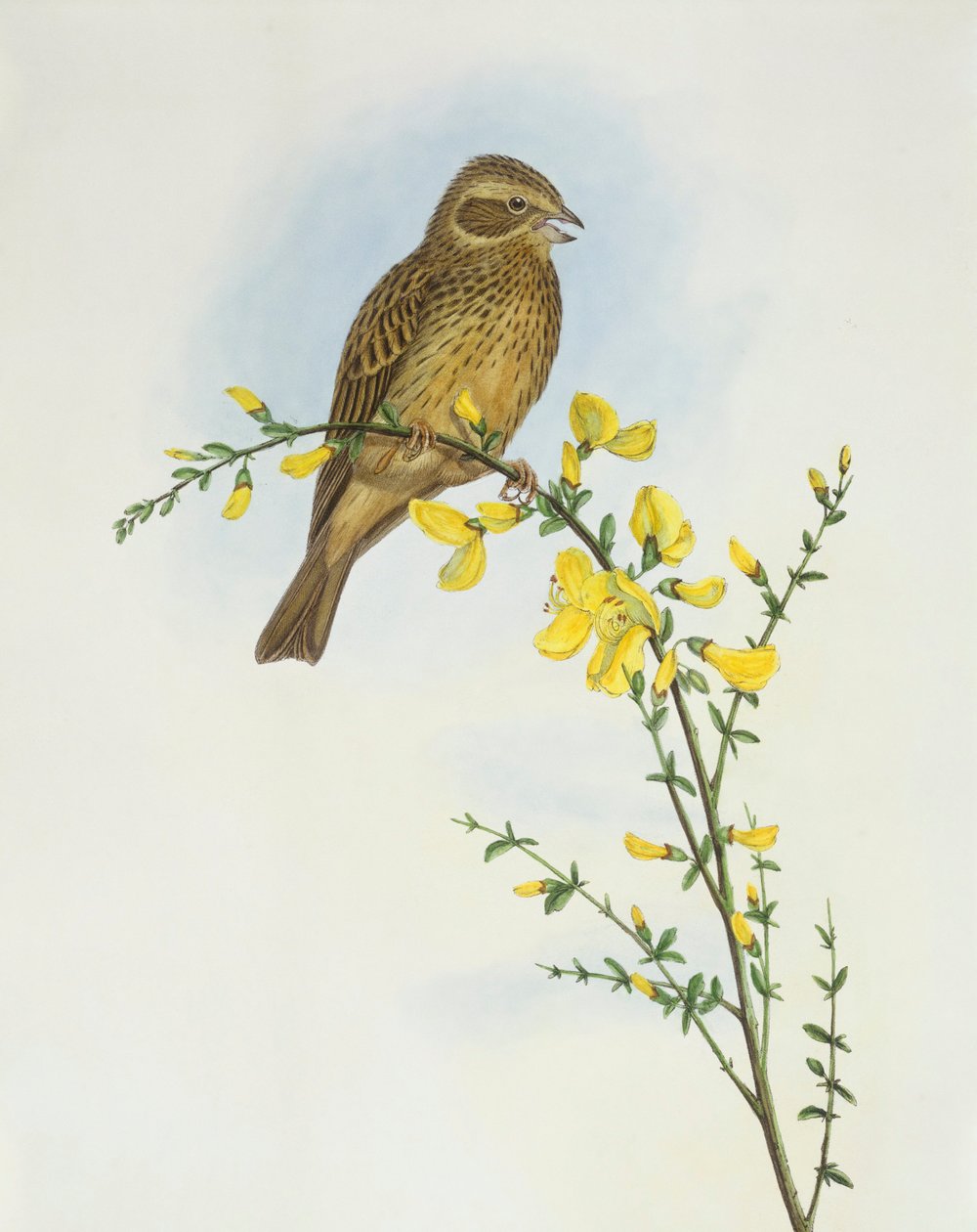 Mısır kiraz kuşu (Miliaria o Emberiza calandra), John Gould tarafından gravür by John Gould