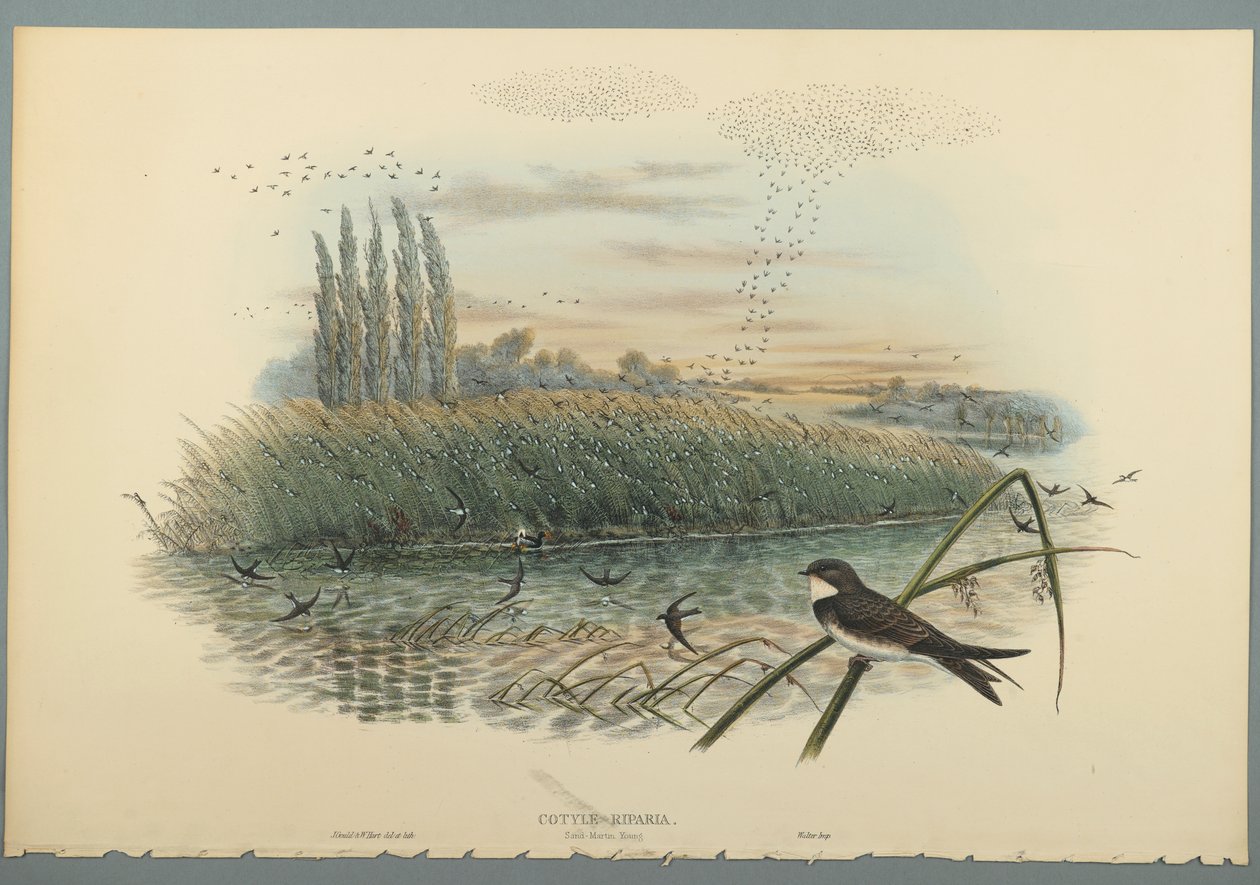 Cotyle Riparia (dokuma kağıt üzerinde renkli lito) by John Gould