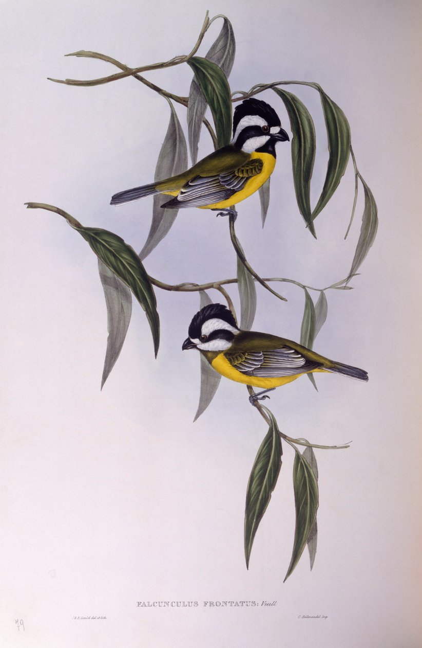 Tepeli shriketit (Falcunculus frontatus), John Gould tarafından gravür by John Gould