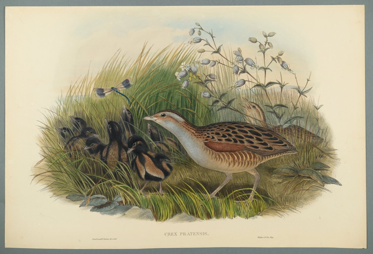 Crex Pratensis - Kara Demiryolu veya Mısır Vinç (dokuma kağıt üzerinde renkli lito) by John Gould