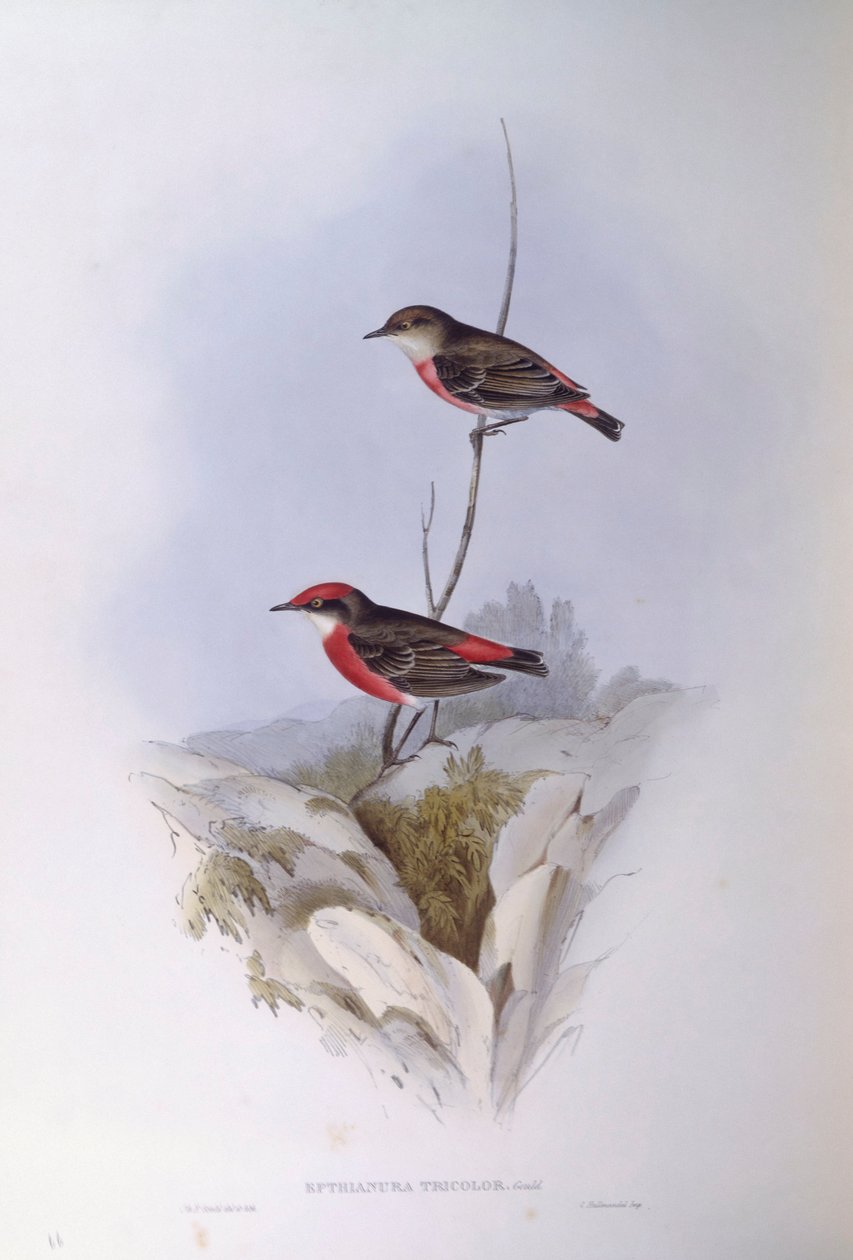 Kızıl sohbet (Epthianura üç renkli), John Gould tarafından gravür by John Gould