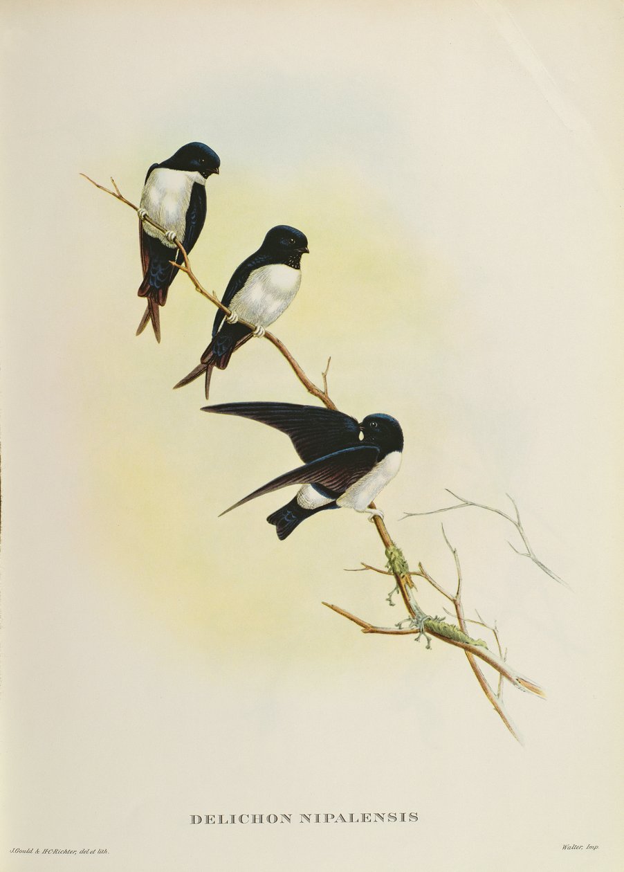 Delichon nipalensis, 