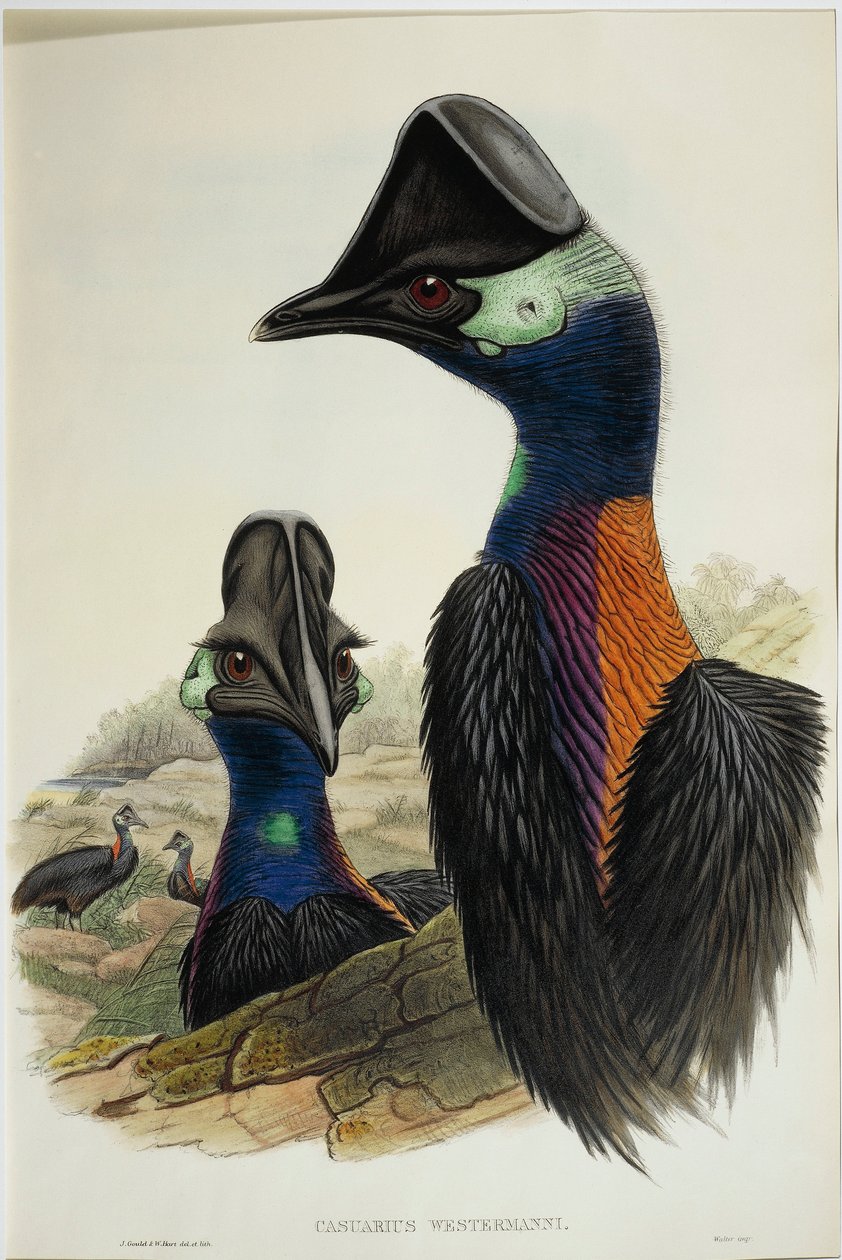 Cüce Cassowary Casuarius bennetti, gravür by John Gould