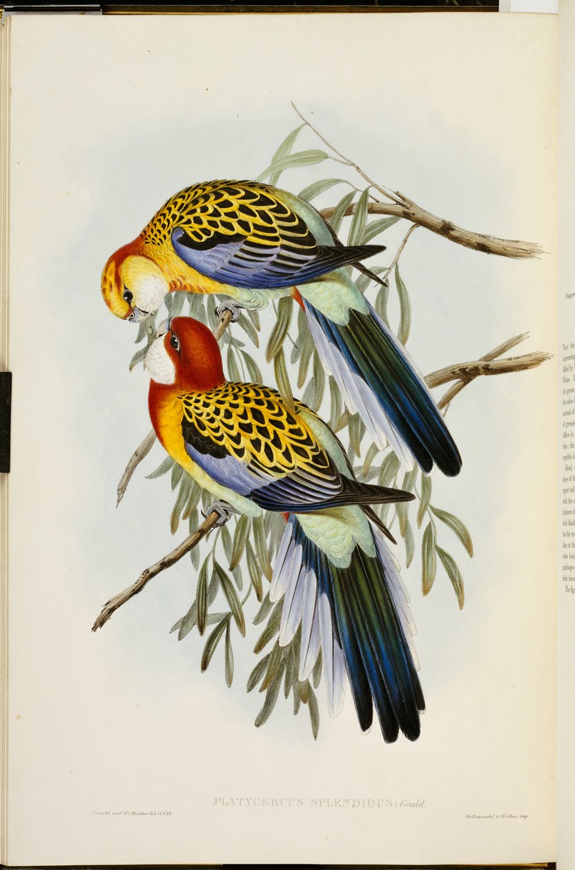 Doğu Rosella, "The Birds of Australia"dan, Birinci Baskı, 1840-69 arasında yayınlandı by John Gould