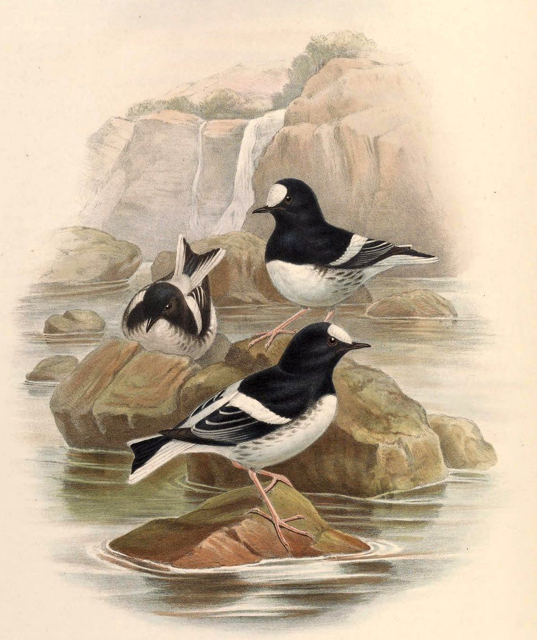 Enicurus scouleri by John Gould
