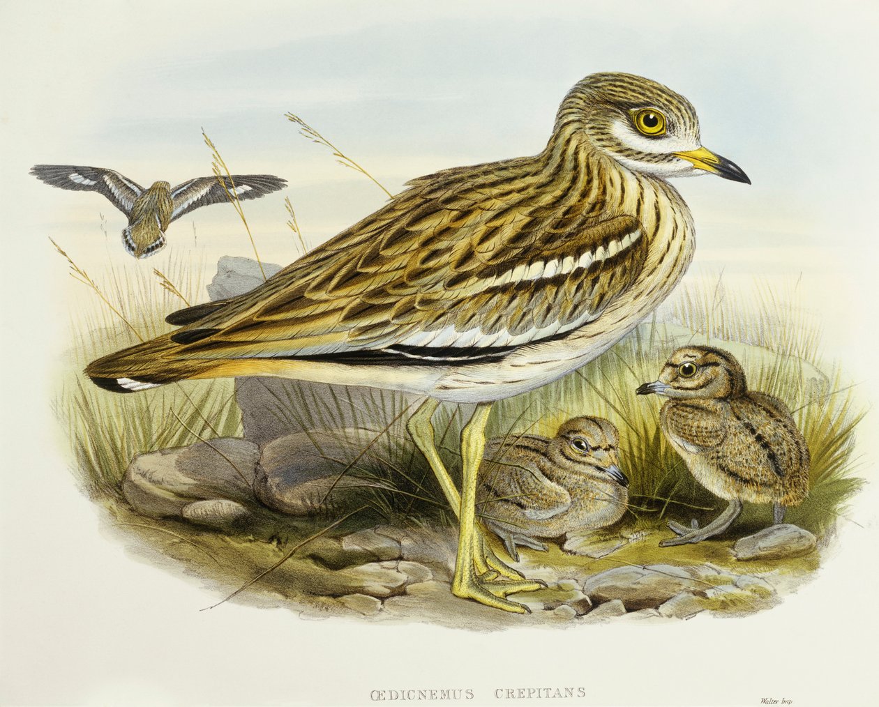 Avrasya kalın diz (Burhinus oedicnemus), John Gould tarafından gravür by John Gould