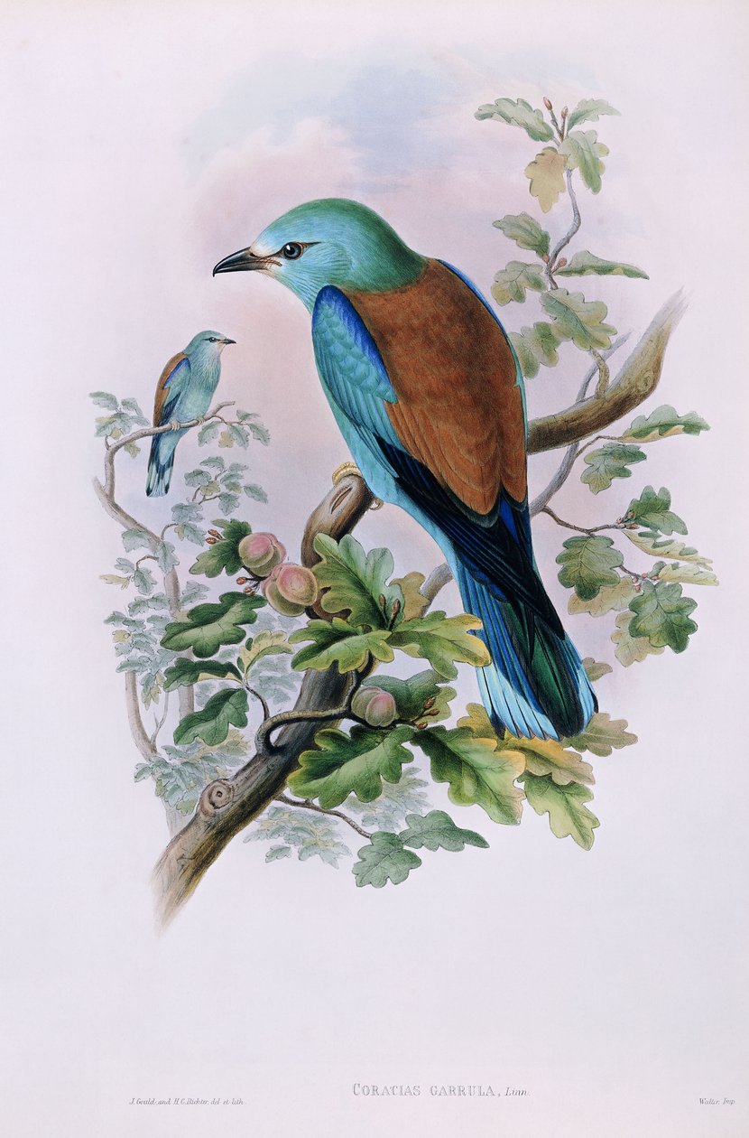 Avrupa Silindiri; Coracias Garrula, 1862-1873 by John Gould