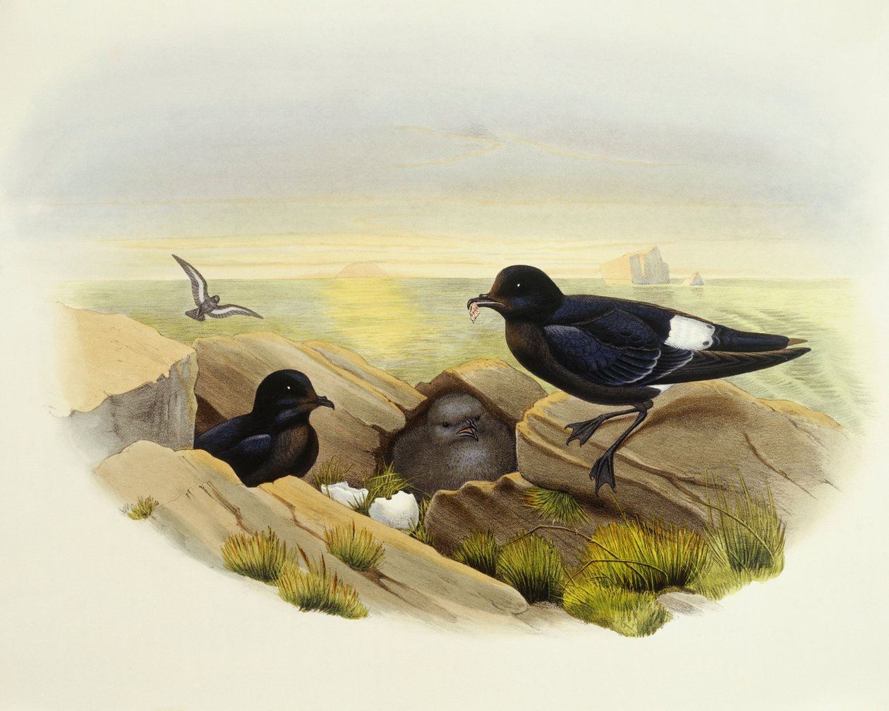 Avrupa fırtına kuşu (Hydrobates pelagicus), John Gould tarafından gravür by John Gould