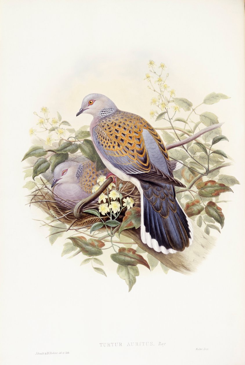 Avrupa kumru (Streptopelia turtur), John Gould tarafından gravür by John Gould