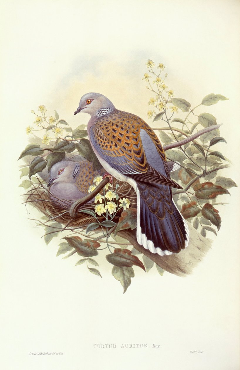 Avrupa kumru (Streptopelia turtur), John Gould tarafından gravür by John Gould