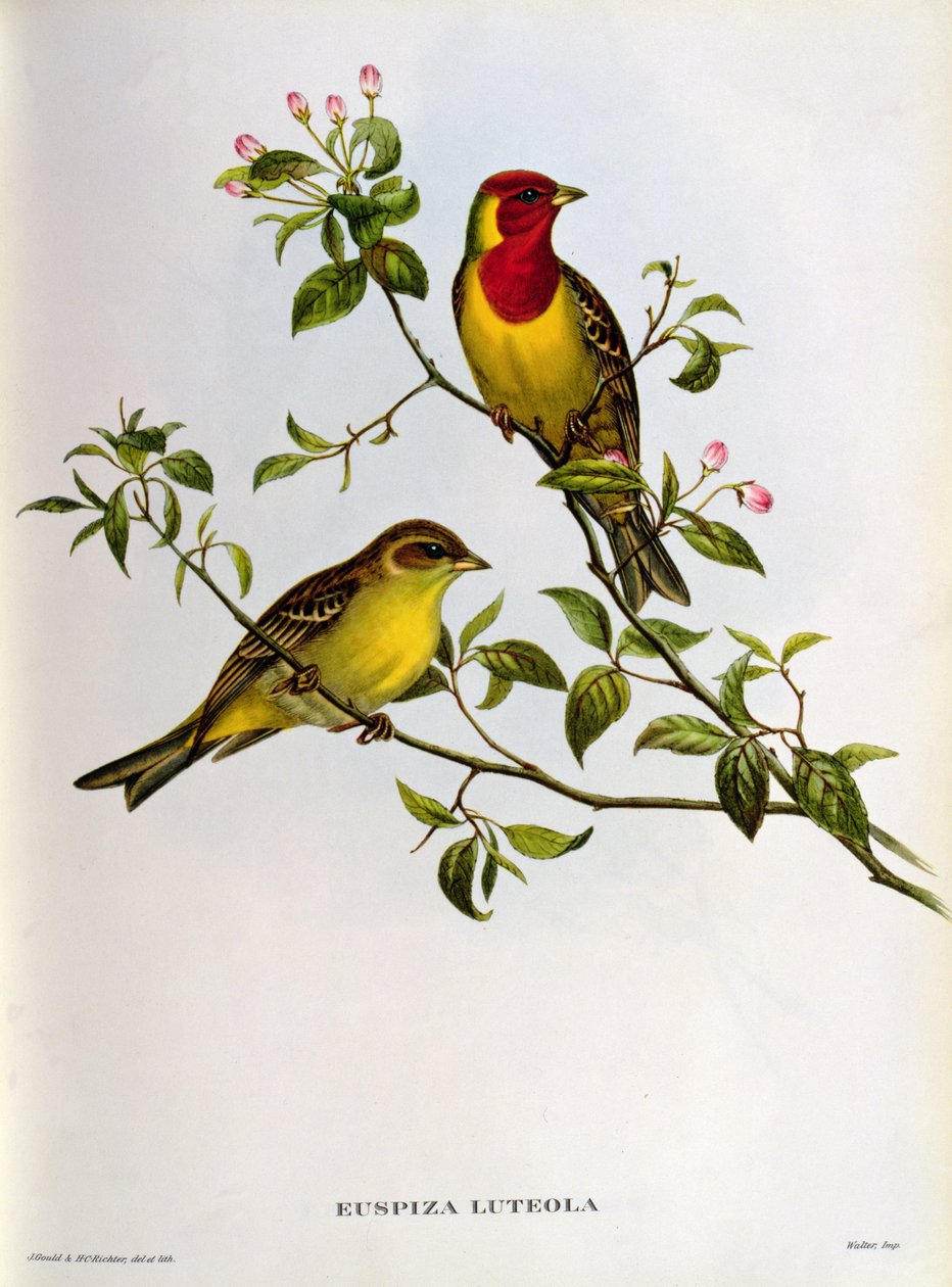 Euspiza Luteola, 19. yüzyıl by John Gould