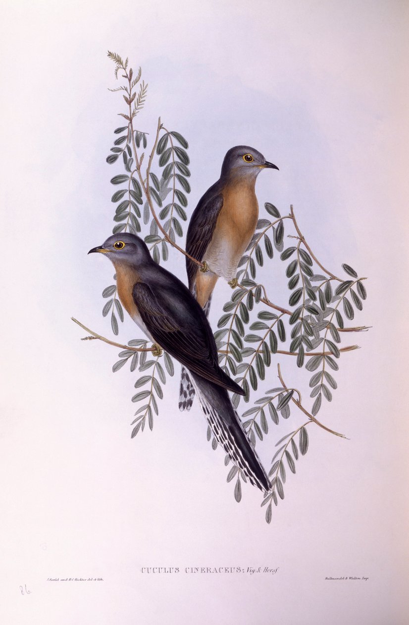 Yelpaze kuyruklu guguk kuşu (Cacomantis flabelliformis), John Gould tarafından gravür by John Gould