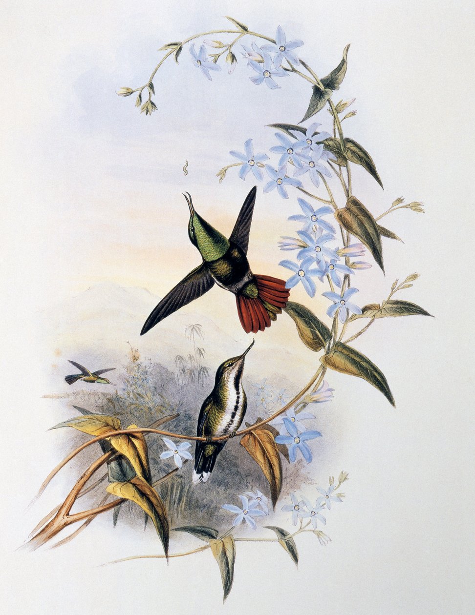 Ateşli kuyruklu bıldırcın (Avocettula recurvirostris) by John Gould
