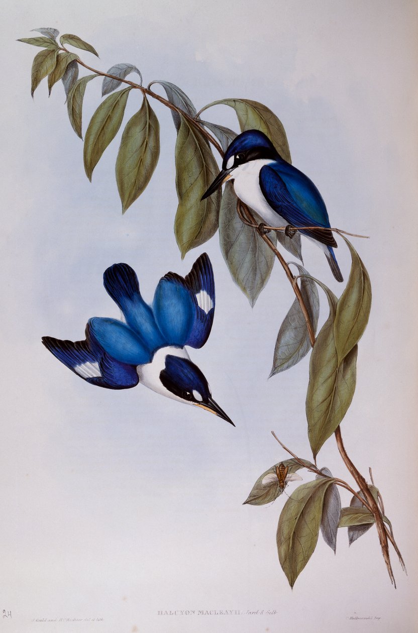 Orman yalıçapkını (Halcyon Macleay), Avustralya Kuşları