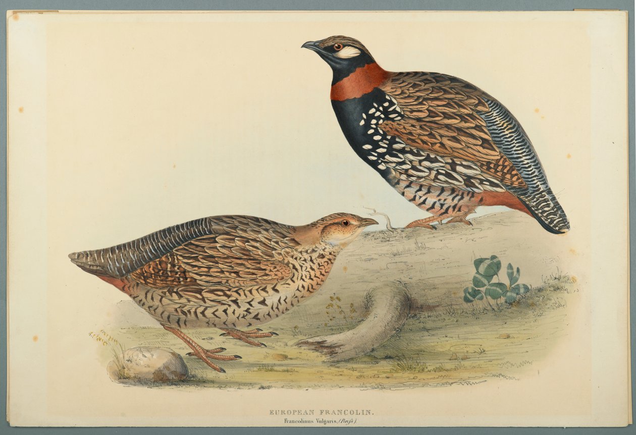 Francolinus Vulgaris (Briss): Avrupa Francolin (dokuma kağıt üzerinde renkli lito) by John Gould