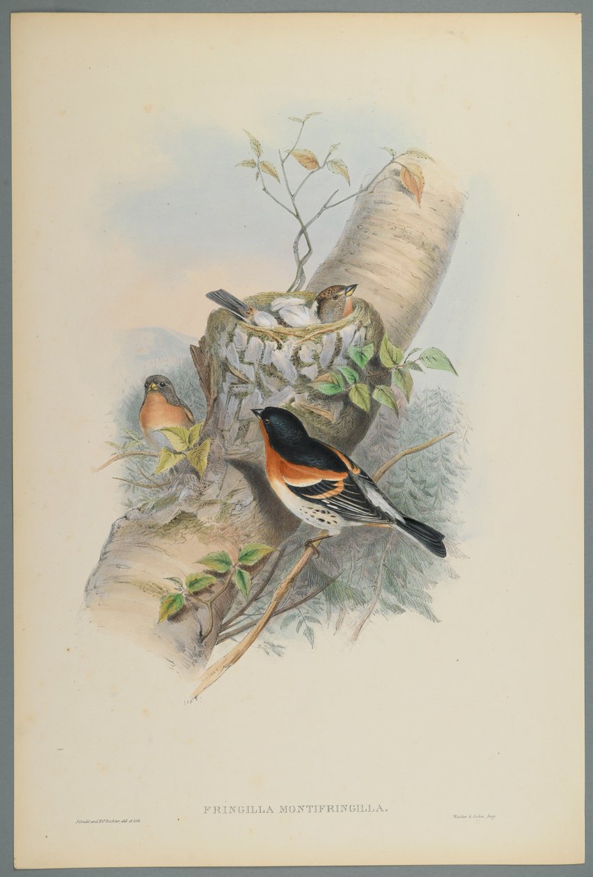 Fringilla Montifringilla - Bramblefinsh (dokuma kağıt üzerinde renkli lito) by John Gould